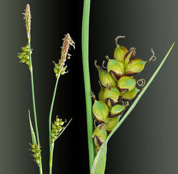 Image of carnation sedge