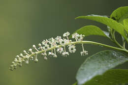 Image of American Nightshade