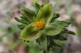 Image of Hibbertia crinita H. R. Toelken