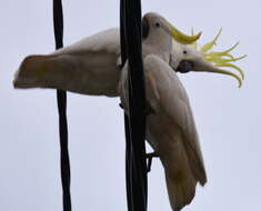 Image of Sulphur-crested Cockatoo