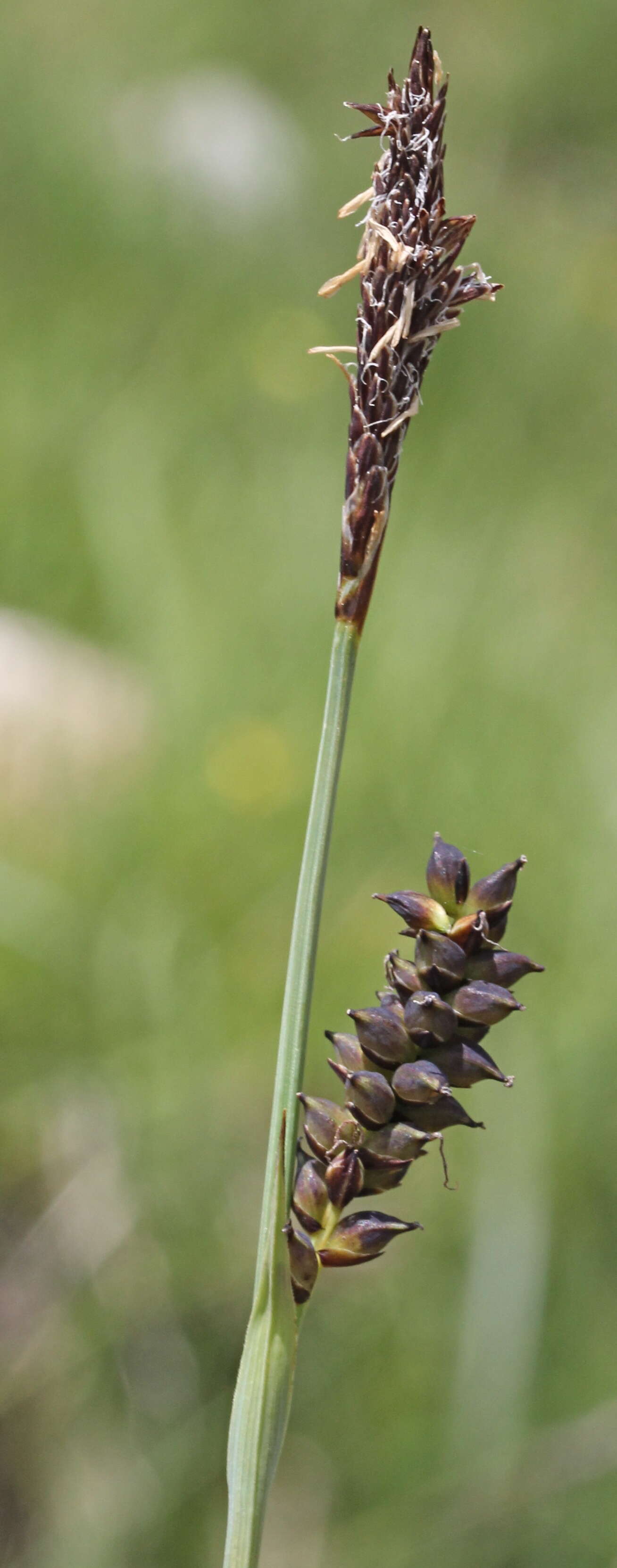 Image of carnation sedge