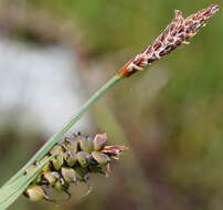 Image of carnation sedge