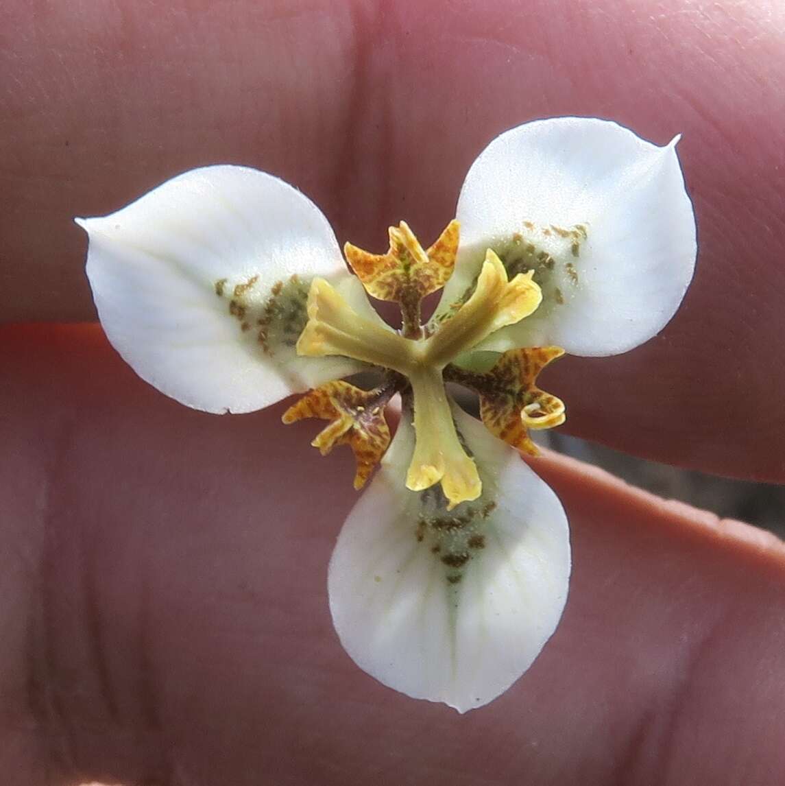 Image of Moraea unguiculata Ker Gawl.