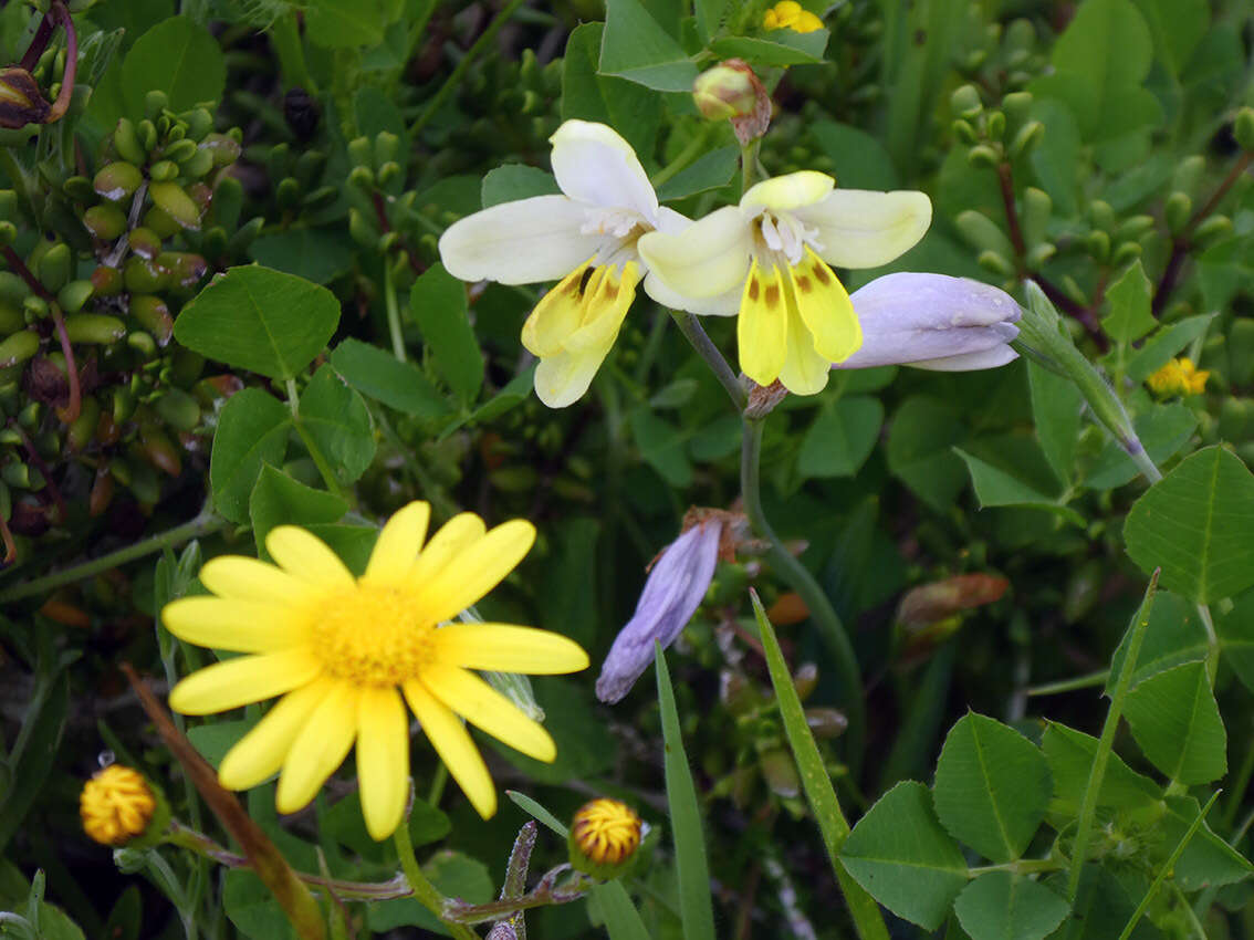 Image of Sparaxis parviflora (G. J. Lewis) Goldblatt