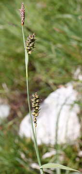 Image of carnation sedge