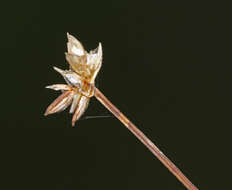 Image of Sparse-flowered sedge