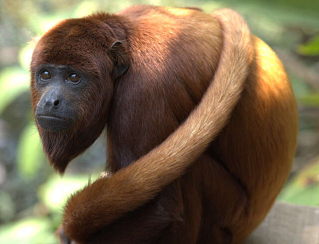 Image of Colombian Red Howler Monkey