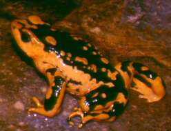 Image of Harlequin frog