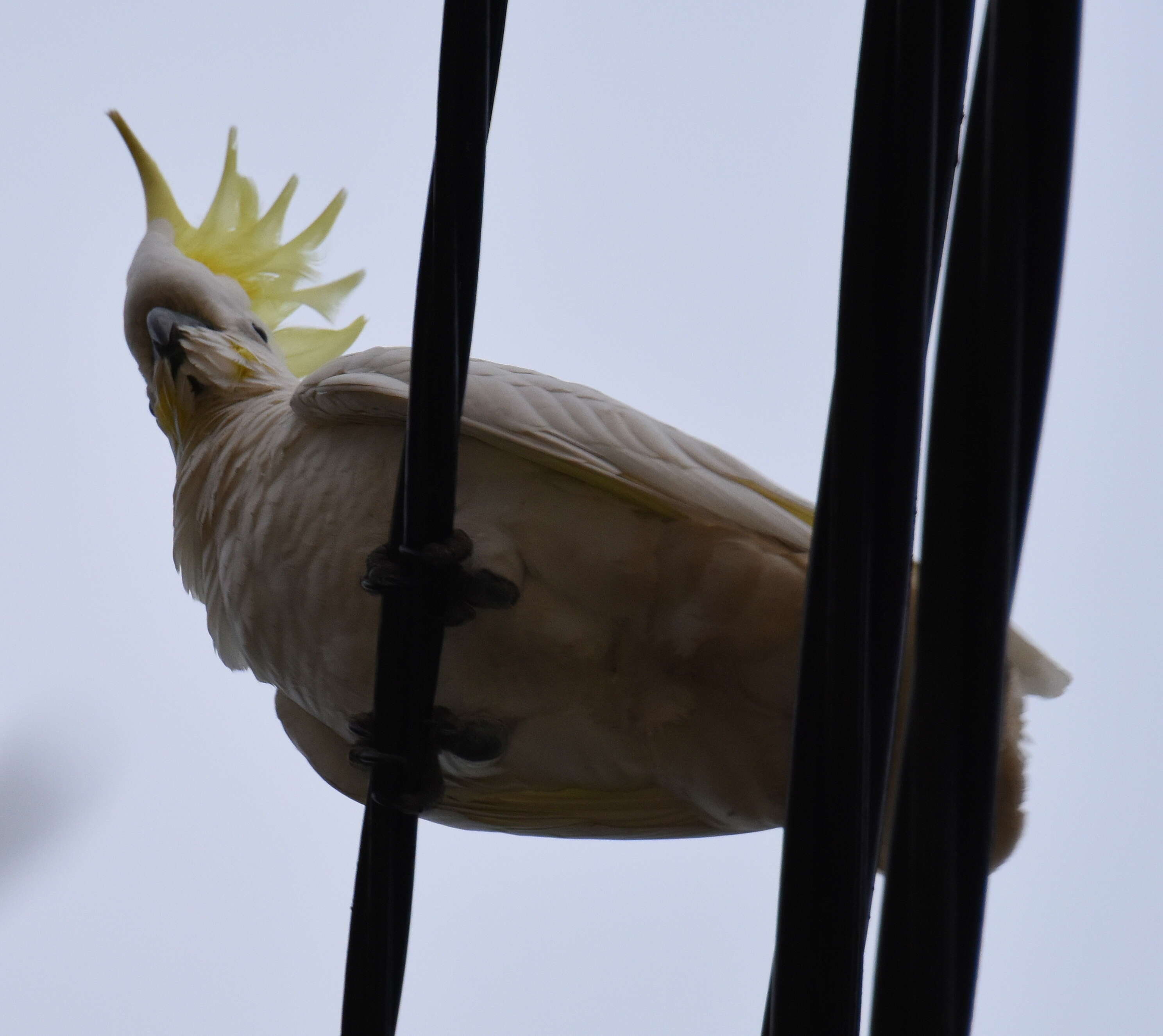 Image of Sulphur-crested Cockatoo