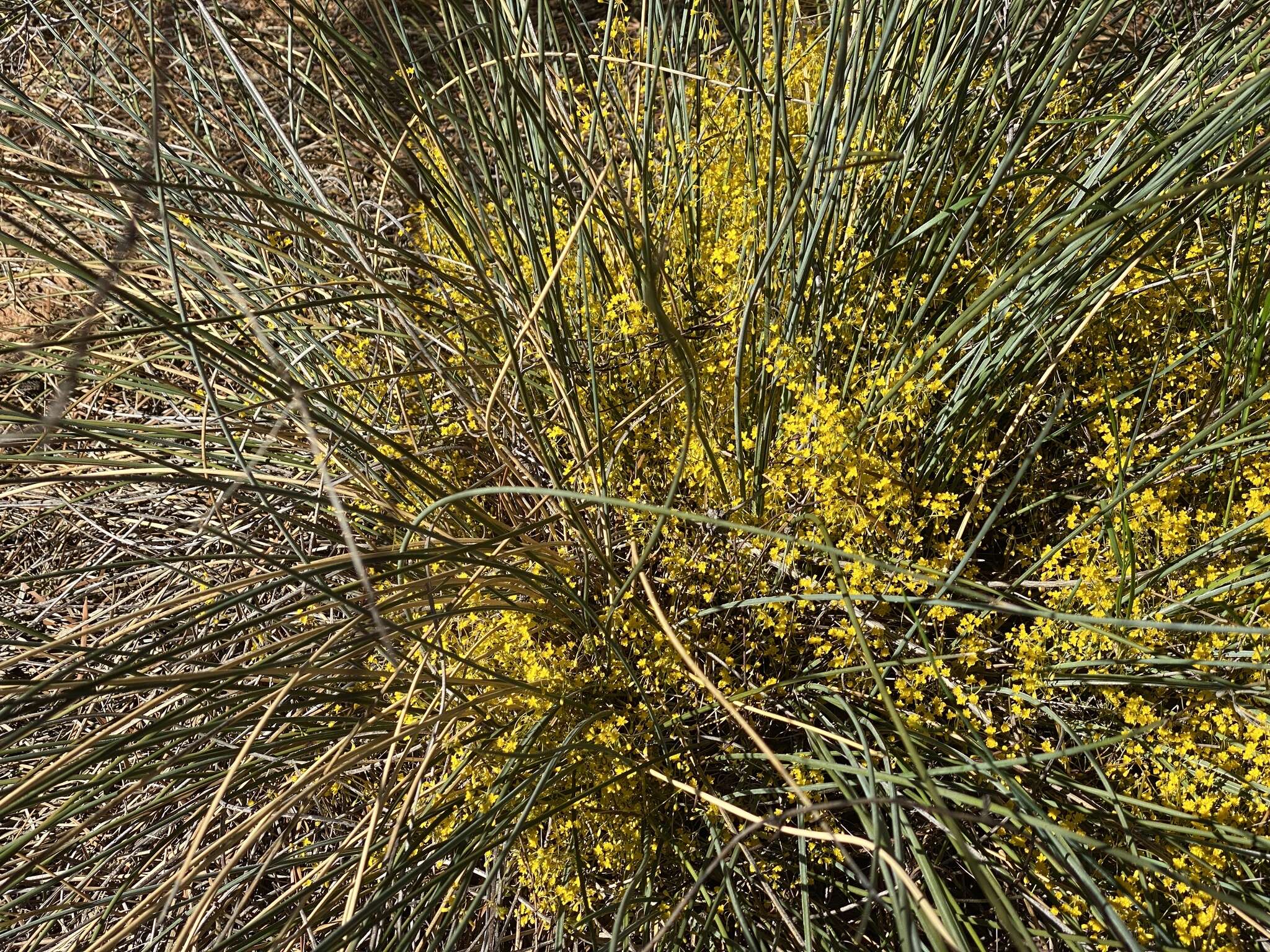 Image of Chamaexeros fimbriata (F. Muell.) Benth.