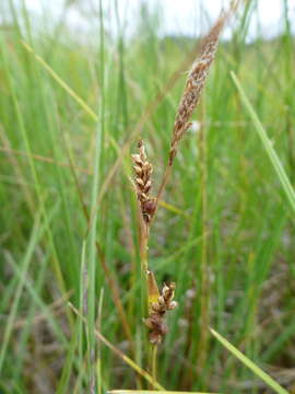 Image of carnation sedge