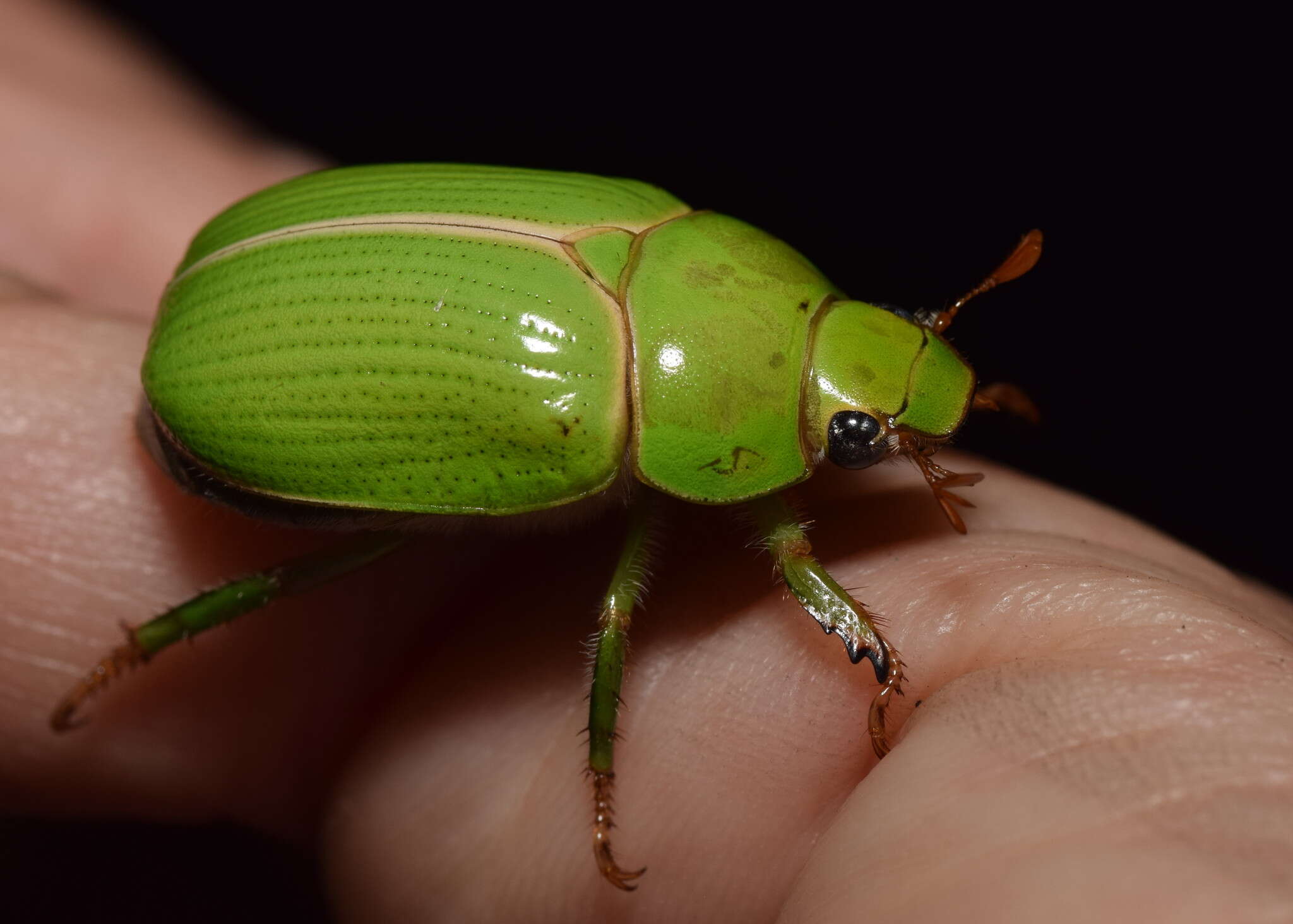 Image of Anoplognathus prasinus (Castelnau 1840)