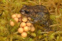 Image of Cusco Andes frog