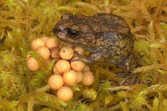 Image of Cusco Andes frog