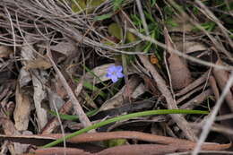 Image of Chamaescilla corymbosa (R. Br.) F. Muell. ex Benth.