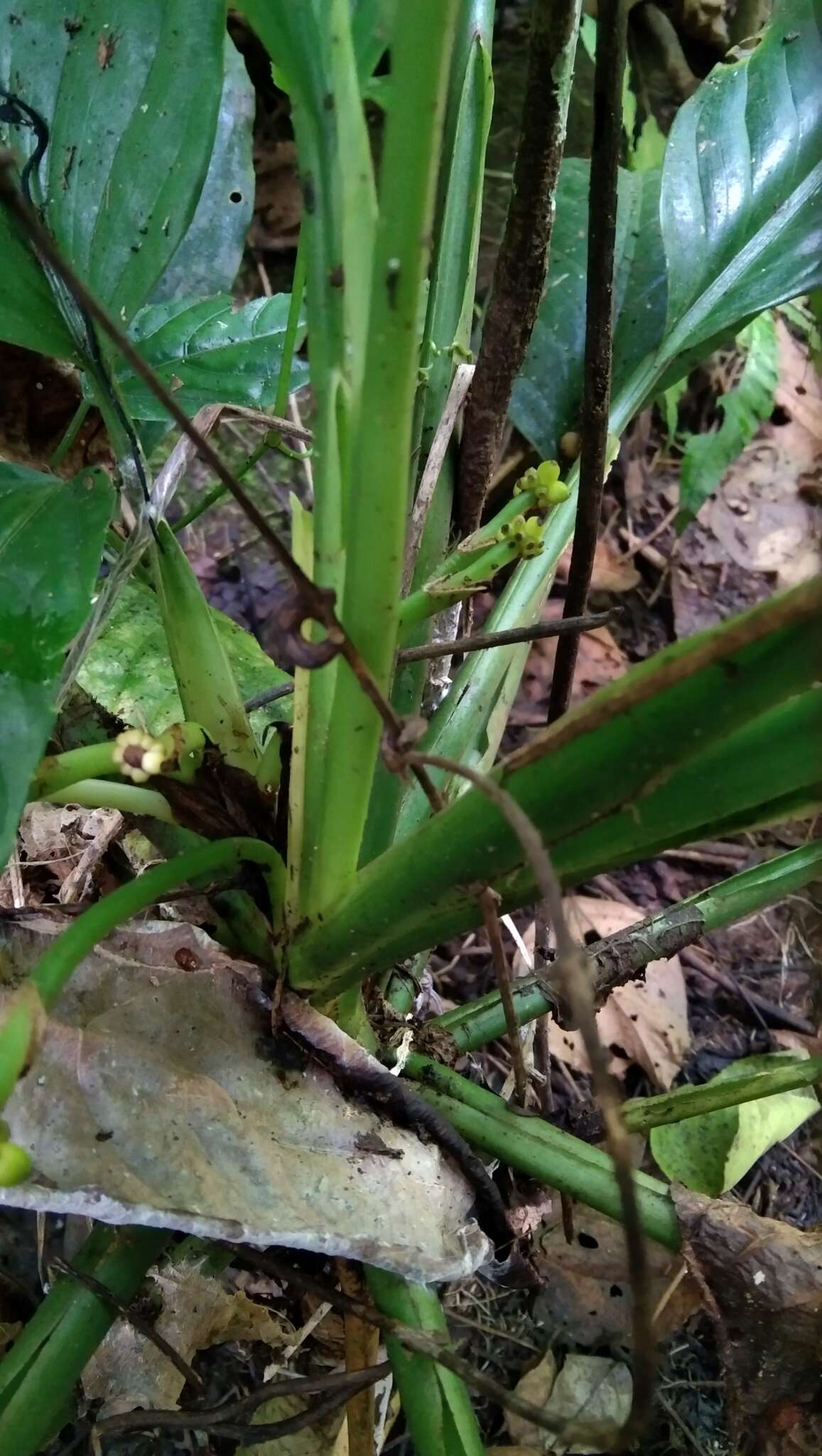 Image of Aglaonema marantifolium Blume