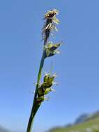 Image of carnation sedge