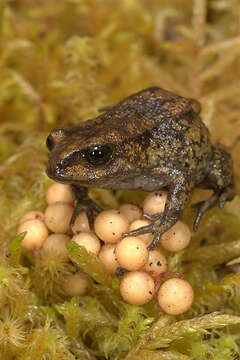 Image of Cusco Andes frog