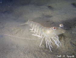 Image of Caramote prawn