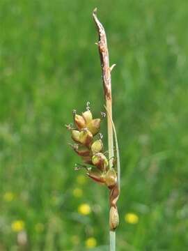 Image of carnation sedge