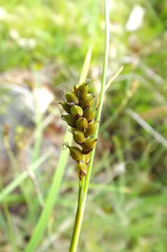 Image of carnation sedge