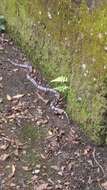 Image of Aesculapian False Coral Snake