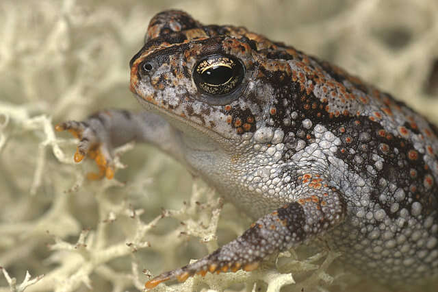 Image of Oak Toad