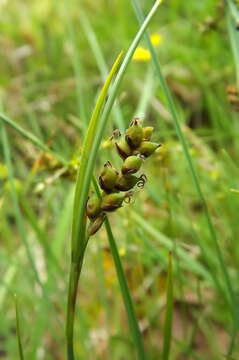 Image of carnation sedge