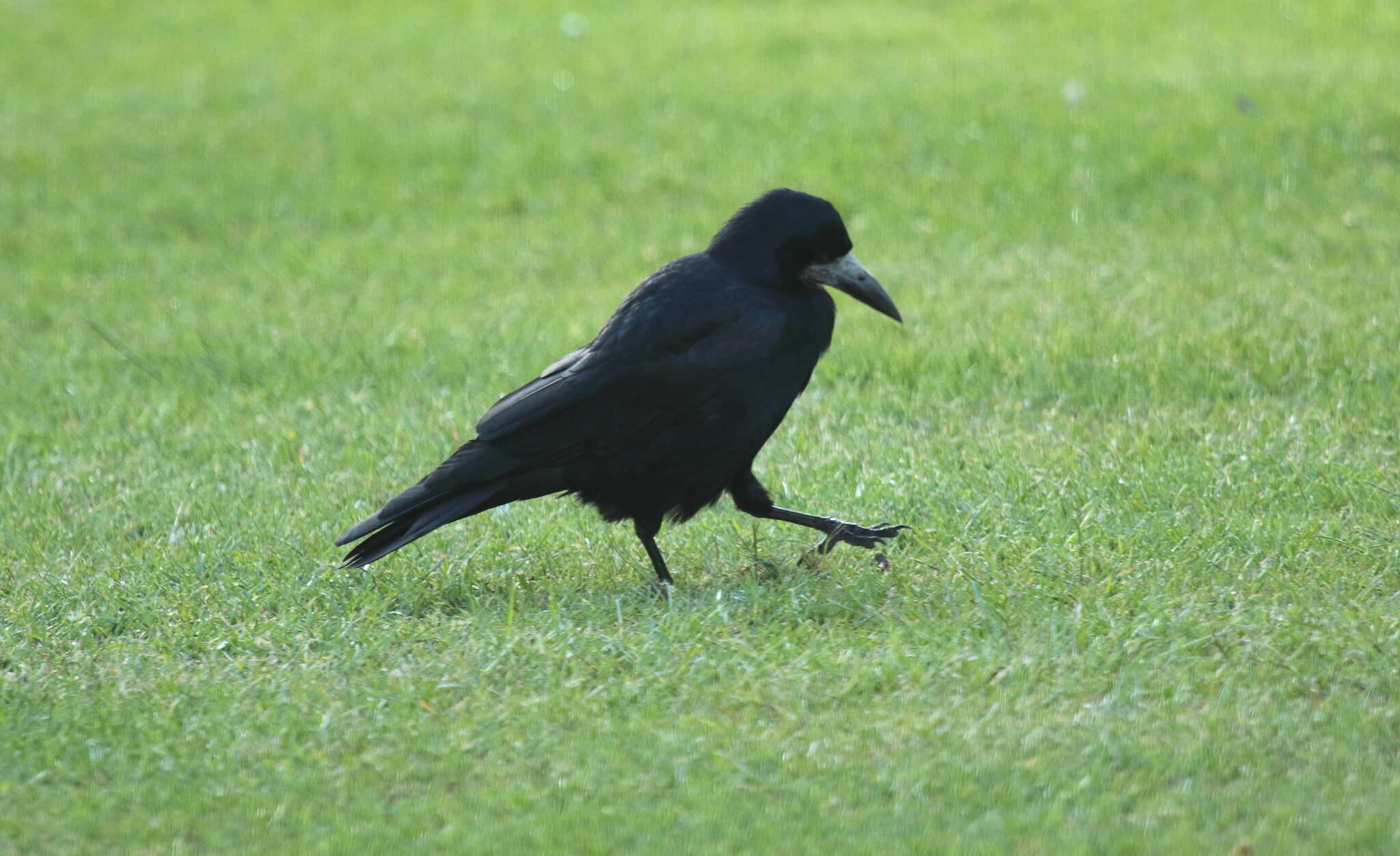 Imagem de Corvus frugilegus Linnaeus 1758