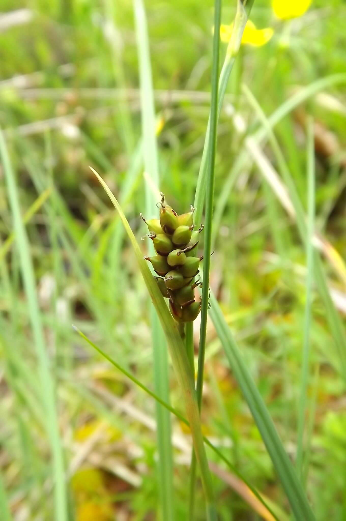 Image of carnation sedge