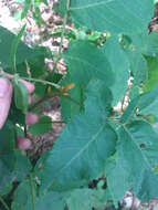 Image of bitternut hickory