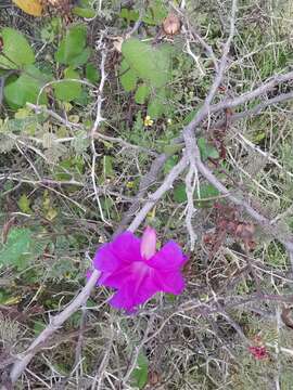 Image of Ipomoea emetica Choisy