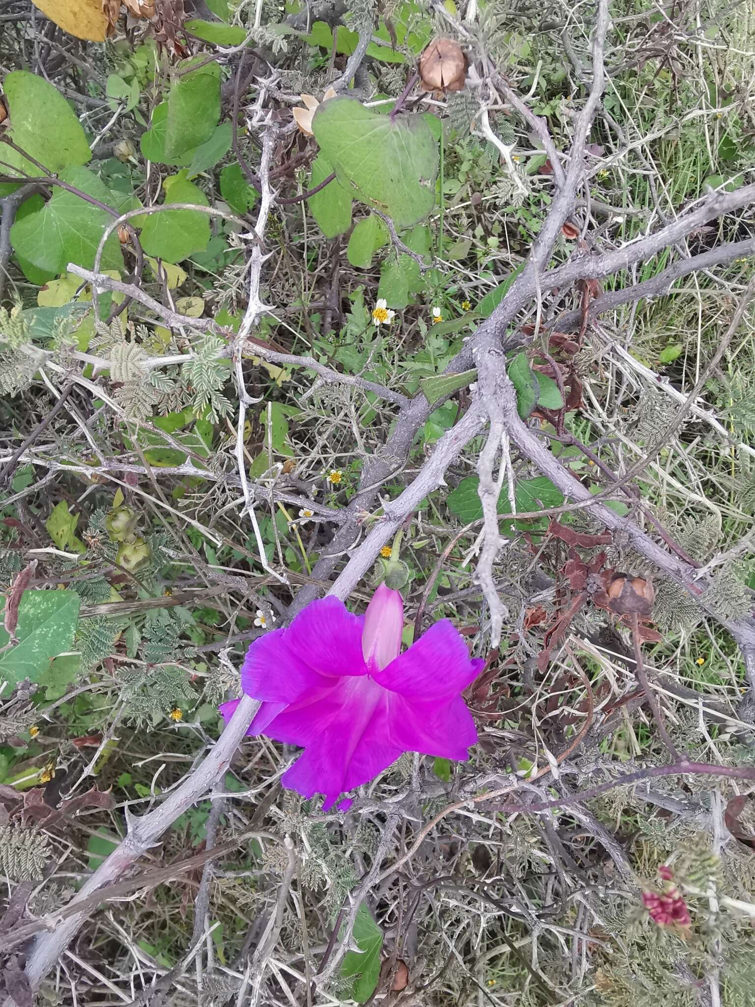 Image de Ipomoea emetica Choisy