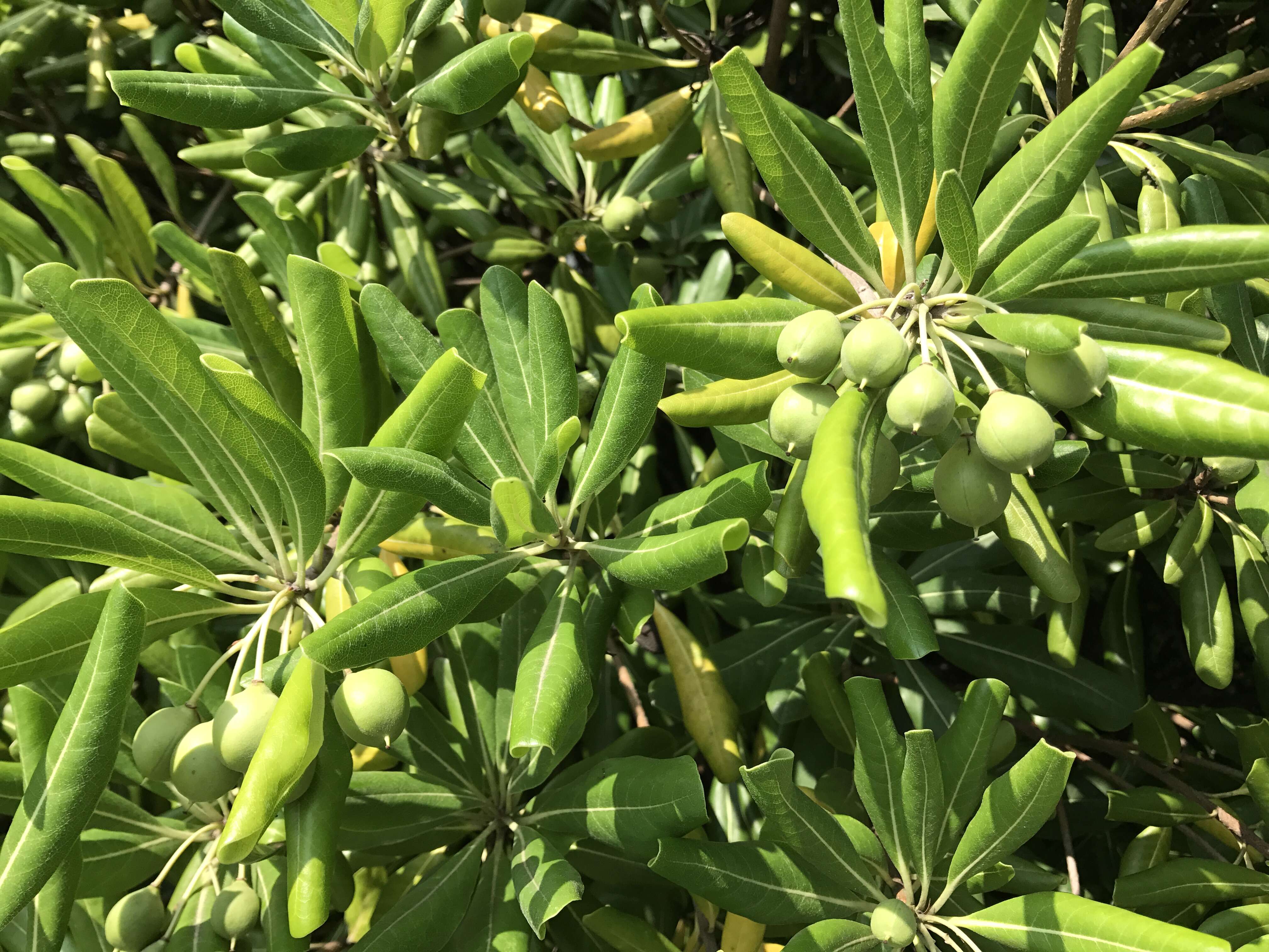 Image de Pittosporum tobira (Murray) Aiton fil.