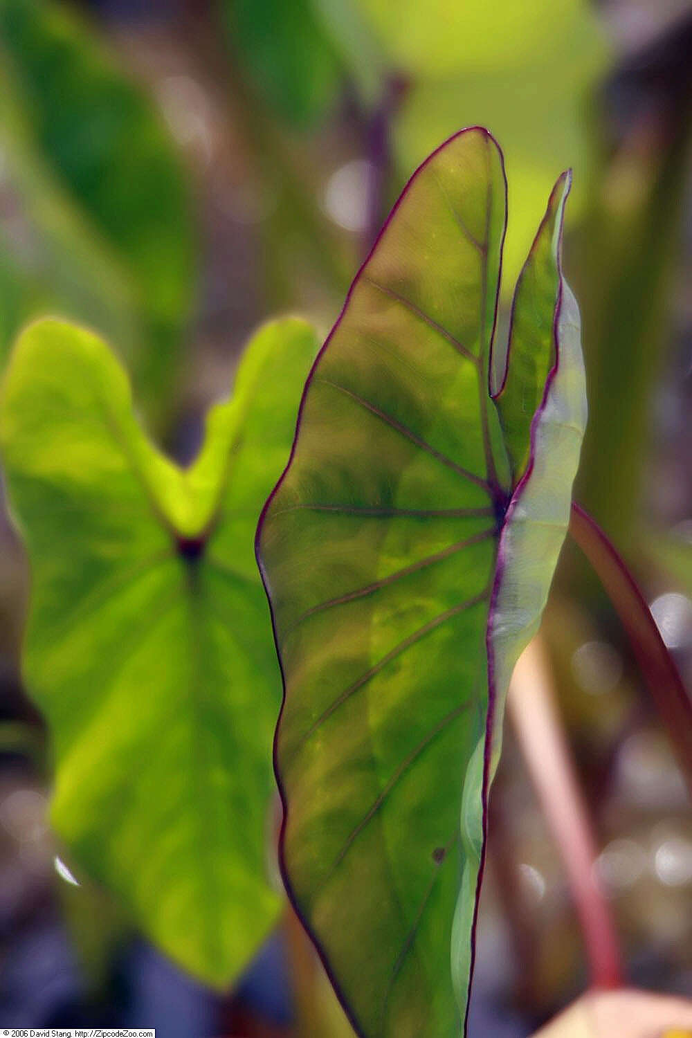 Image of Wild Taro