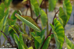 Image of Wild Taro