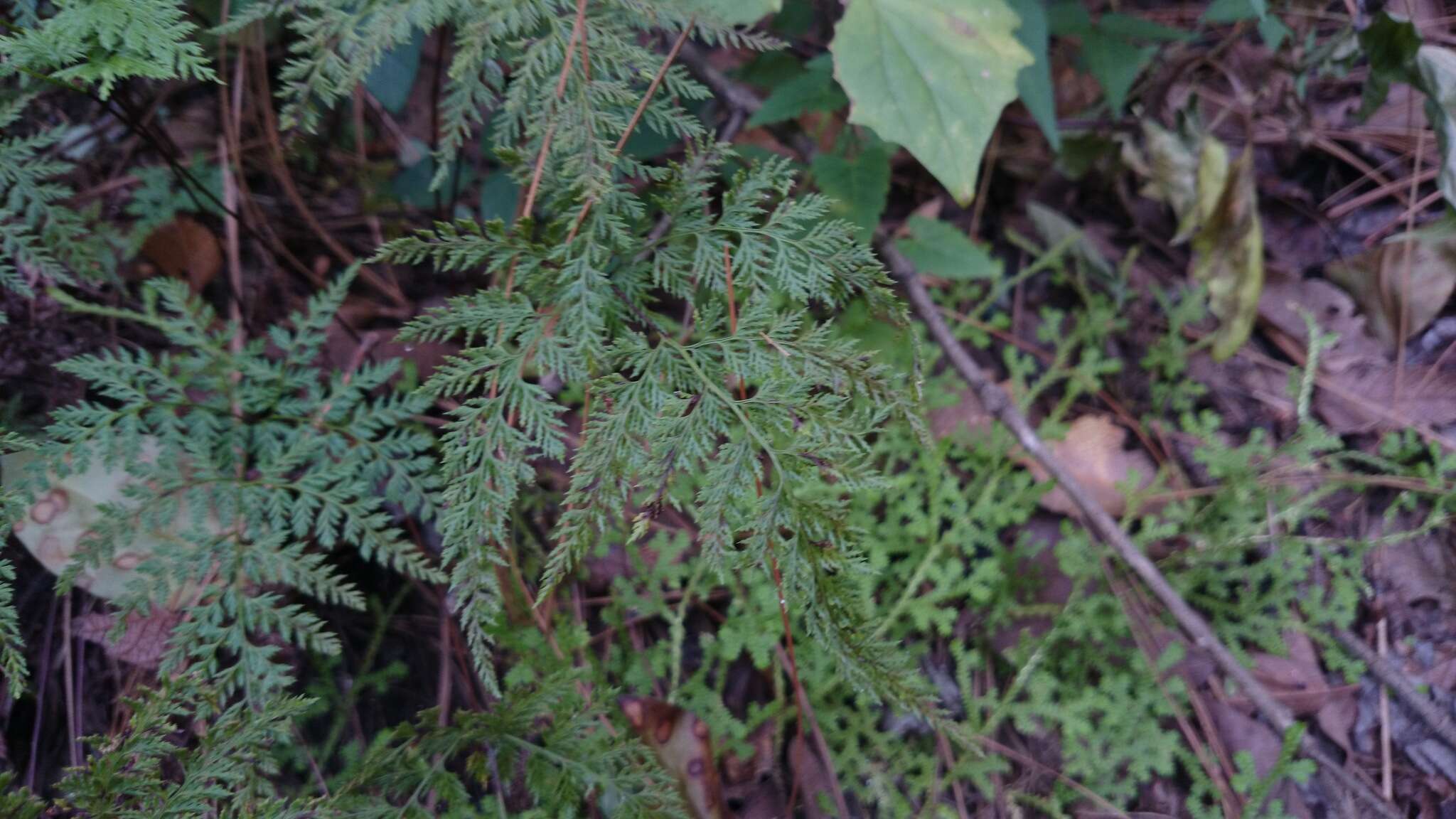 Image of Aspidotis meifolia (D. C. Eat.) Pic. Serm.