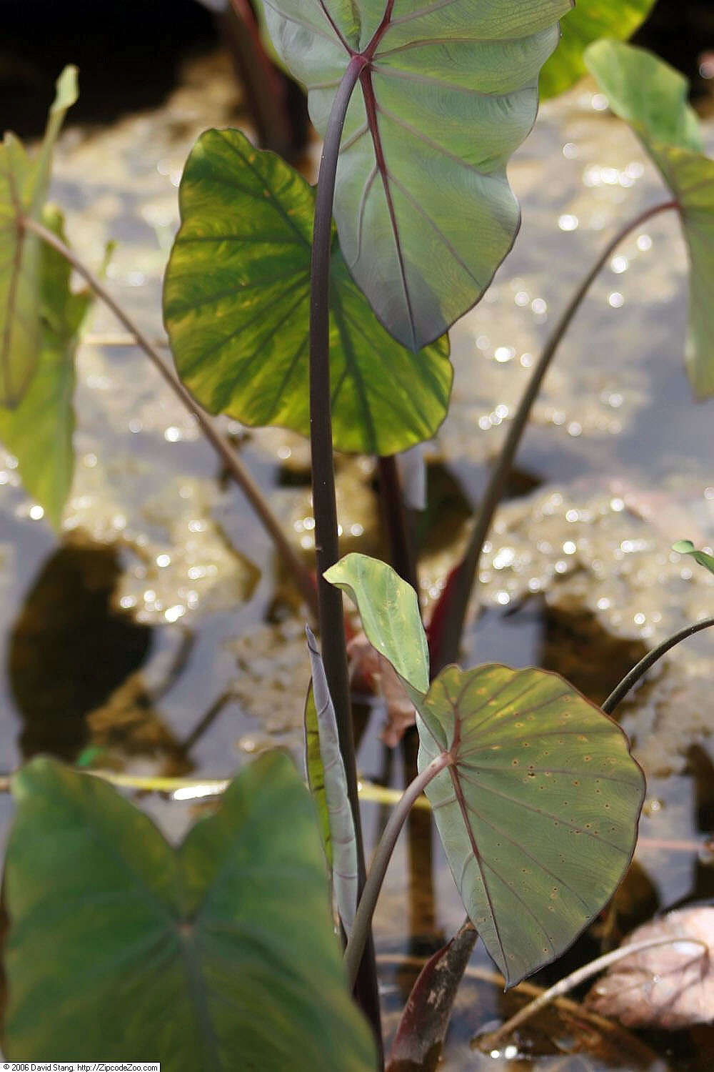 Image of Wild Taro