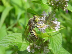 Image of Bembix rostrata (Linnaeus 1758)