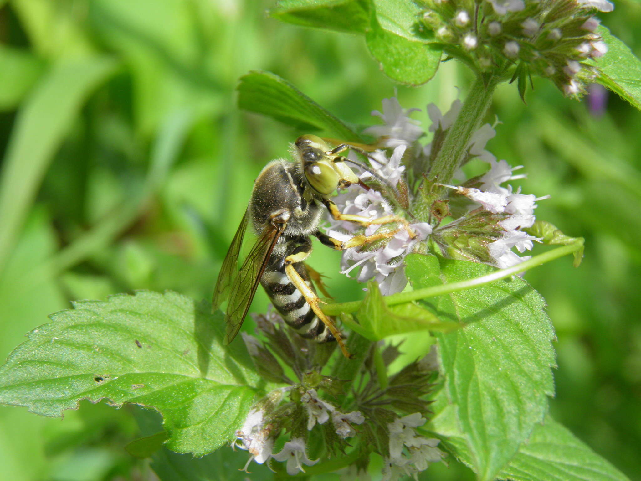 Image of Bembix rostrata (Linnaeus 1758)