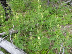 Plancia ëd Astragalus americanus (Hook.) M. E. Jones