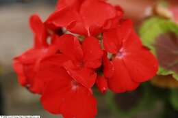 Imagem de Pelargonium hortorum Bailey