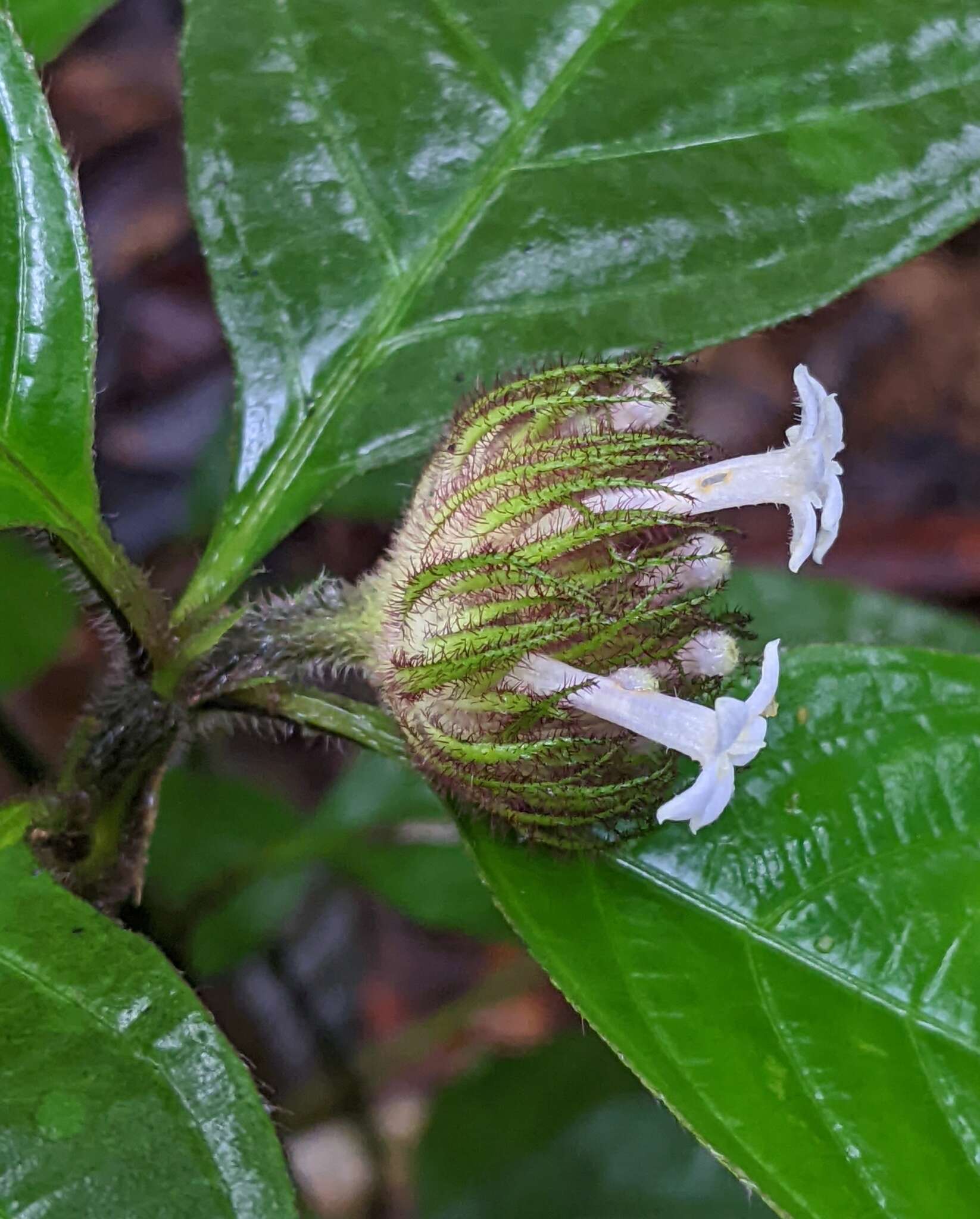 Image of Palicourea glabra