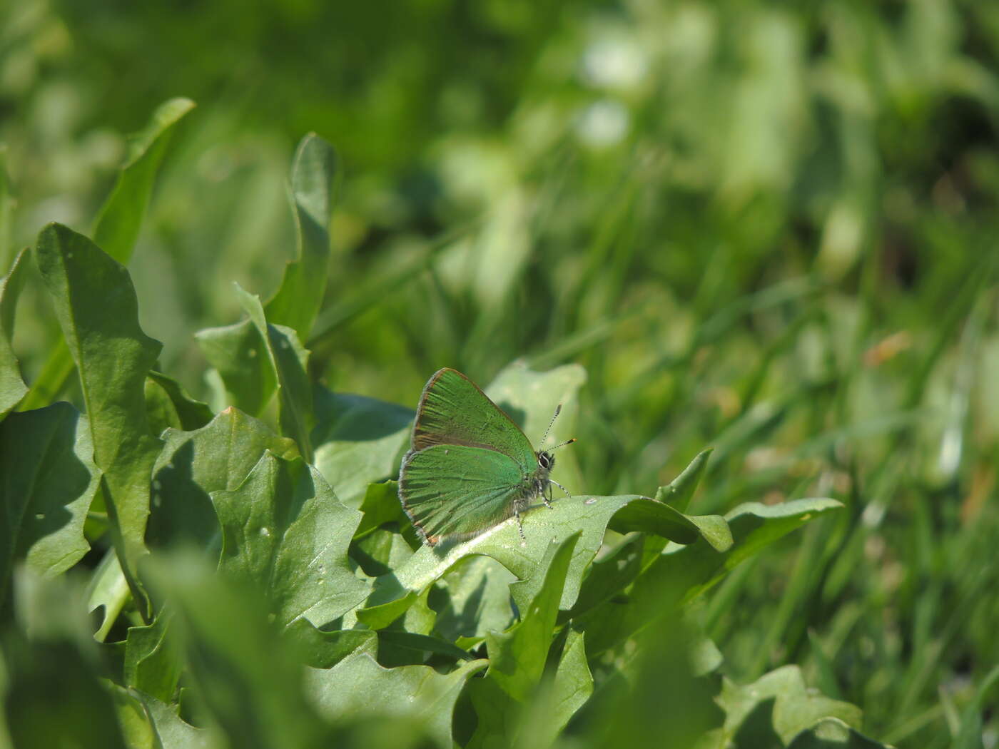 Plancia ëd Callophrys rubi (Linnaeus 1758)