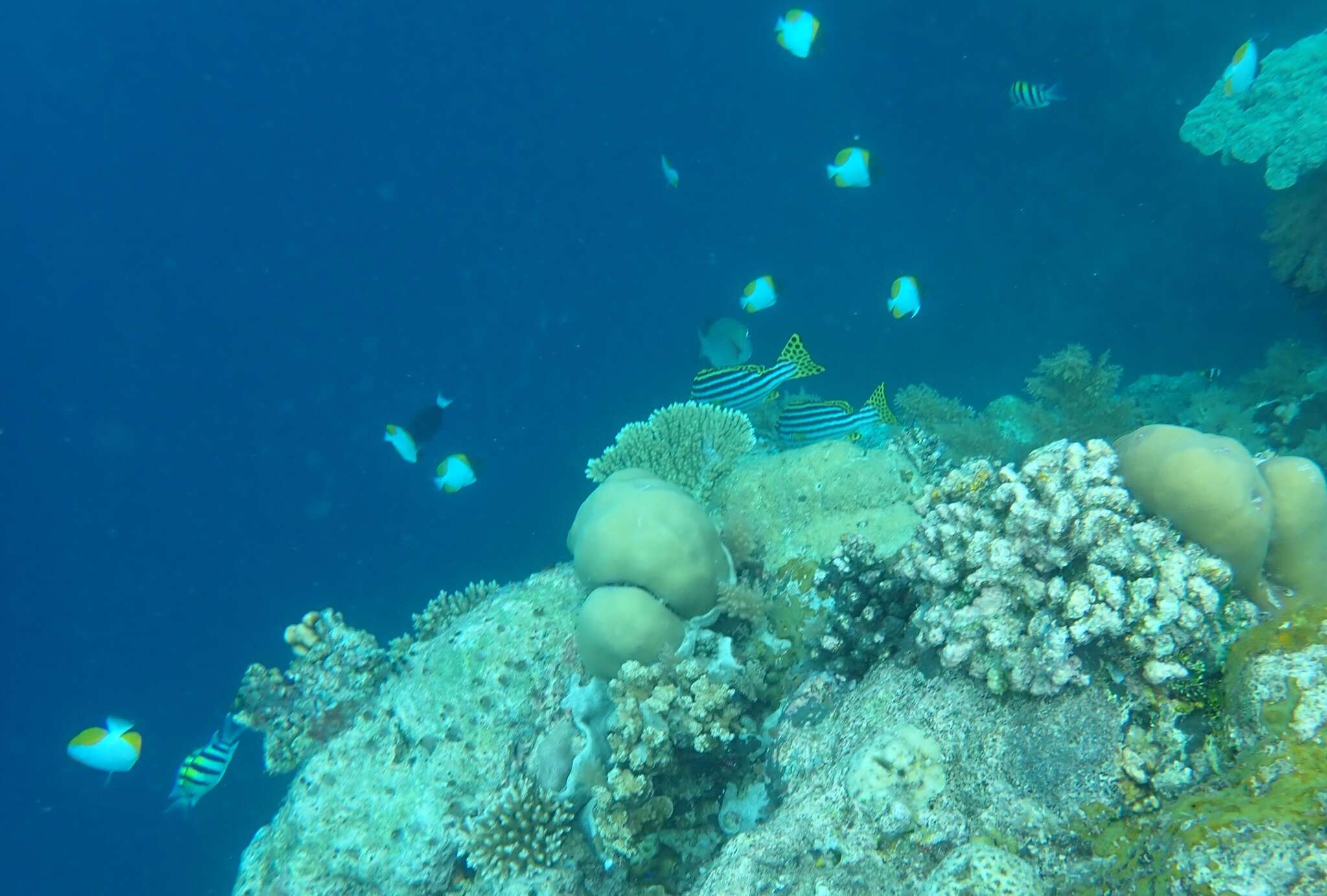 Image of Indian Ocean oriental sweetlips