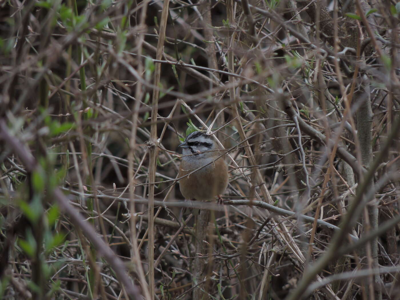 Image of European Rock Bunting