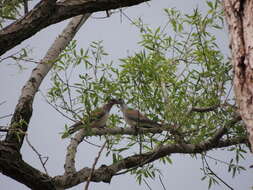 Image of turtle dove, european turtle dove