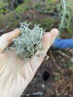 Image of ragged lichen