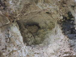Image of Eurasian Crag Martin