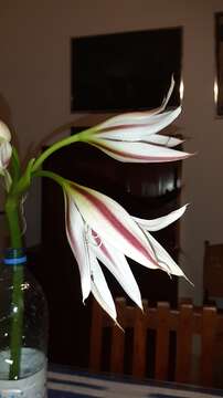 Crinum ornatum (Aiton) Herb. resmi